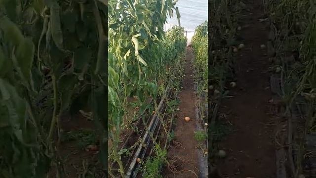 Порошкообразный гумат калия для внесения в почву ПП Н?