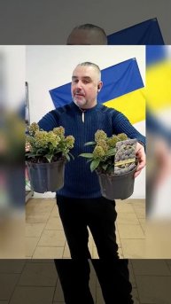 Японская Сирень Скимия, ароматное цветение, цена 250 гр?
