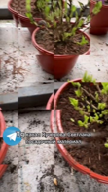 WhatsApp 89189401610 #гортензия #гортензиякрупнолистная #сад #д? смотреть онлайн