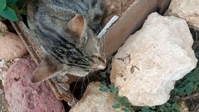 посадили мы котов на клумбе...Выросли! смотреть онлайн