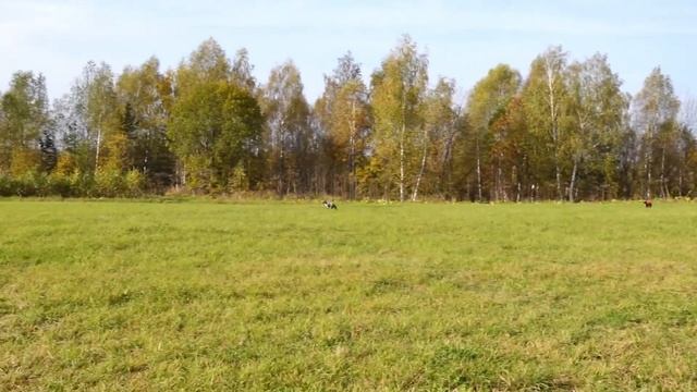 Уиппеты BEATRIS IZ SOZVEZDIYA SURSKIKH PSOV (К) и EMERALD OF MY SOUL (Б). CACIL + ЧР 2020.