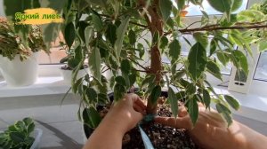 ФИКУС: обрезка, статус через 3 месяца