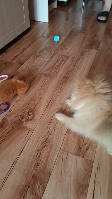 Шпиц Джесси и прикольная игрушка мячик #собака #Шпиц