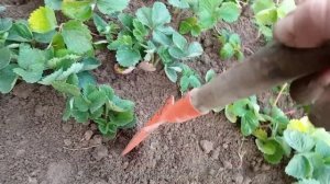 ПОСАДКА КЛУБНИКИ ПОЗДНЕЙ ОСЕНЬЮ. УКРЫВАЮ НА ЗИМУ МОЛО?