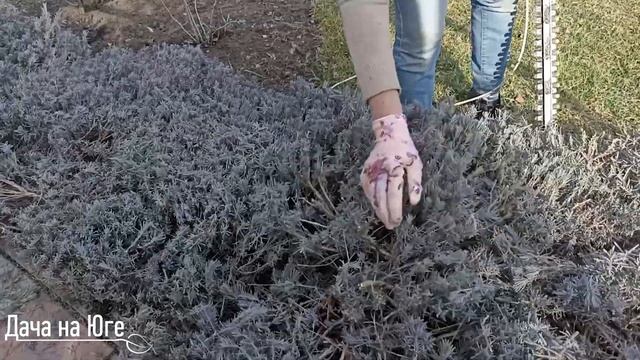 Дача на Юге - Стрижка Лаванды