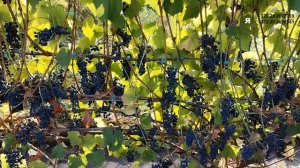 Технические сорта винограда на 14 сентября 2024 года. Бел