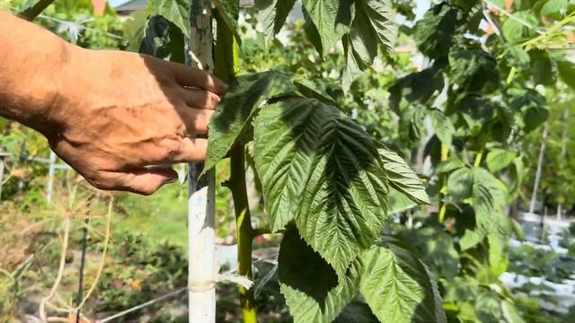 Малина Маравилла..Мой первый опыт. смотреть онлайн