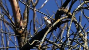 Впервые увидела поющего соловья, обычно только слышу