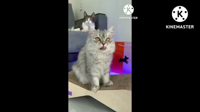 Мята любит мяту Ника любит мяту