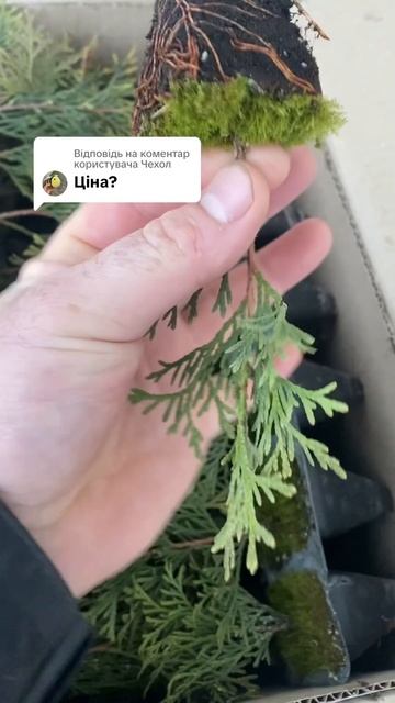 Туя Смарагд касетні саджанці #туя #смарагд #денколсад