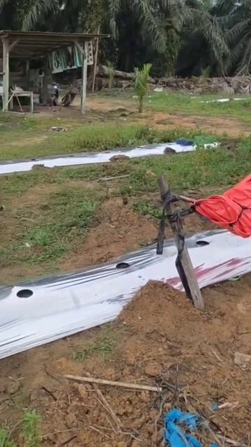 Рассада арбуза 🌱💦🍉 смотреть онлайн