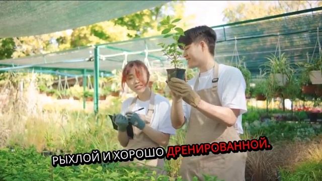 Клематис: виды, сорта, посадка и обрезка.