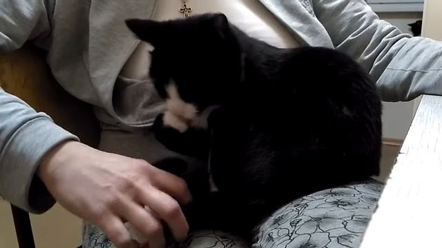 Кот-лизун смотреть онлайн