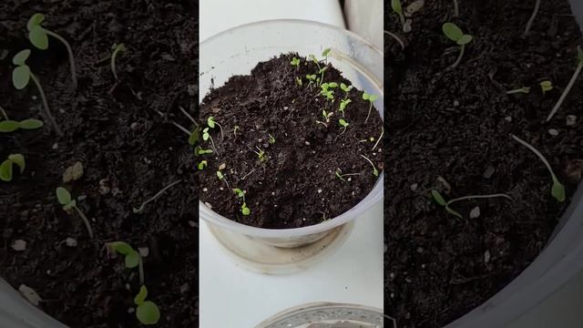 Цветы и Микрозелень Выращивания в квартире #microgreens #ми?