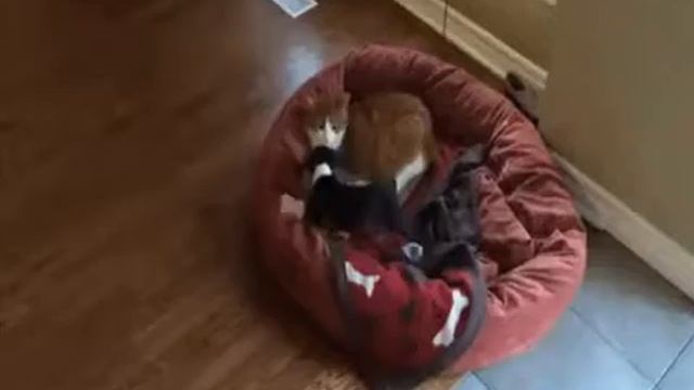 СМЕШНЫЕ КОТЫ И КОШКИ. ПОДБОРКА #6Funny Cats Complation