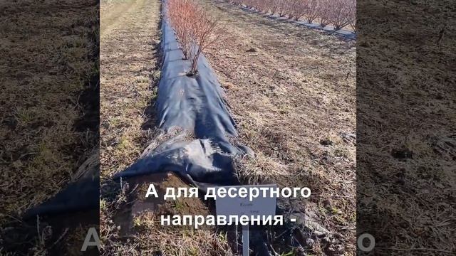 Выращивание жимолости японской на Экоферме "Шуйские я смотреть онлайн