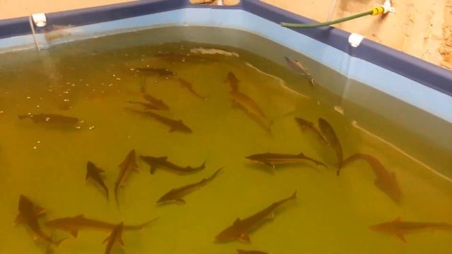 Нищеброд Осетровод. Первое видео эксперимента по запу смотреть онлайн