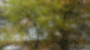 Дождь в саду / Rain in the forest / Дождь / Дождь на природе / Живой звук / Звук дождя / Zoom H1n