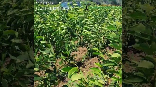 САЖЕНЦЫ ВИШНИ (10.07.2024)