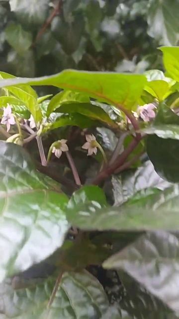 Джолокия Пурпурный, сверхострые перец, хиненс, 3 месяц? смотреть онлайн