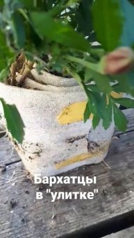 Бархатцы в "улитке"
