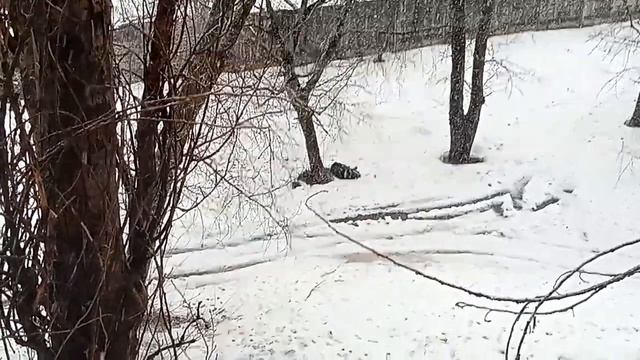 Утром дождь а вечером снег... 