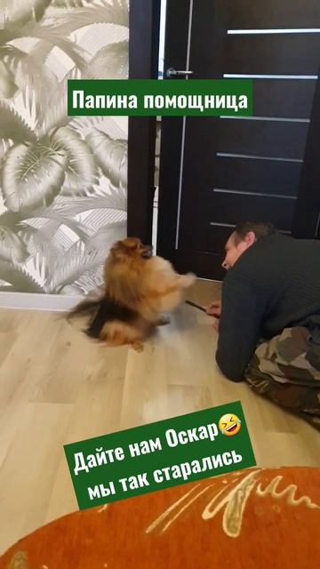 Помогали папе делать пороги. Не удержалась, сняла. #померанец #шпиц #шпицуля #веселыйшпиц #мылыши смотреть онлайн