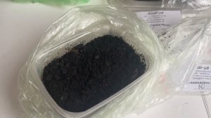 🌲ВЫРАЩИВАЕМ ХВОЙНЫЕ ИЗ СЕМЯН🌲