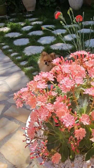 Прмеранский шпиц любит красоту# shorts смотреть онлайн