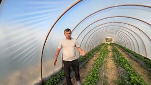/Клубничный бизнес/КАК СЕБЯ ПОКАЗАЛА ОДНОСТРОЧКА СПУС