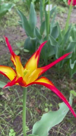 Тюльпан  #flowers #цветы #сад #nature #garden