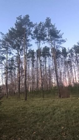 Сосны в парке поздней осенью