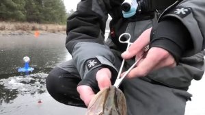 Рыбалка по первому льду 2021-2022! ЛЁД 4 см.! Ловля щуки на жерлицы.