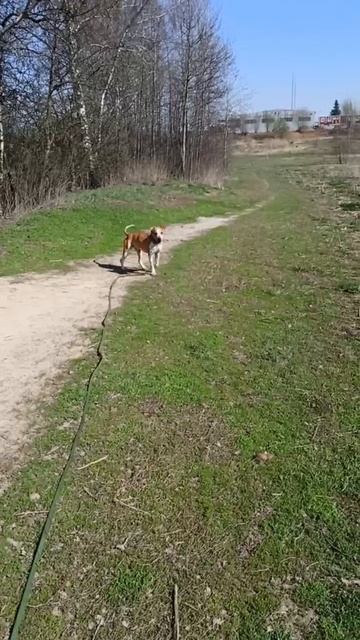 rutube.ru