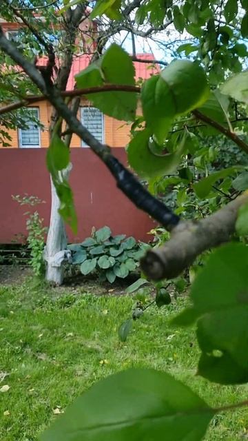 САД! Заметки Дачника!🌼#сад #огород #дача #интересно #ок смотреть онлайн