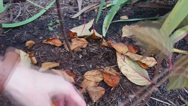 Гортензия на штамбе или гортензия-дерево.
