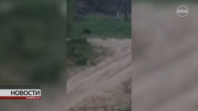 В Охе создана группа для реагирования на случаи появления медведей в населённых пунктах