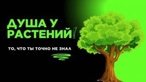 У деревьев есть душа - узнай секреты, о сознании растений, которые ты точно не знал!