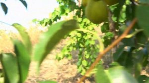 Груша ТАЛГАРСКАЯ КРАСАВИЦА