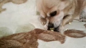Собака-терминатор Прикол 2019 The dog is a terminator