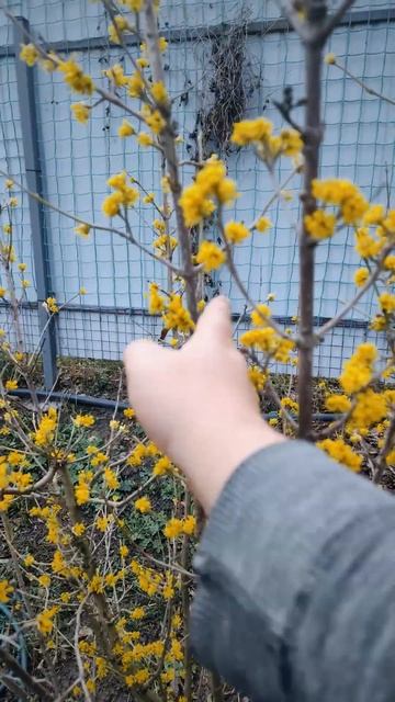 Тамбов, что цветёт в саду первым? #shorts смотреть онлайн