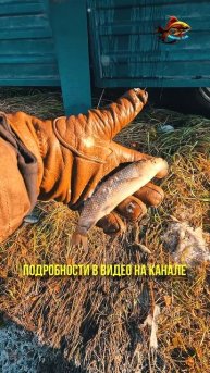 Почему зарыбляем в озёра белого амура и толстолобика ?