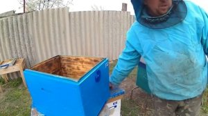 Дезинфекция ульев. Покраска ульев. Пересадка пчёл в н?