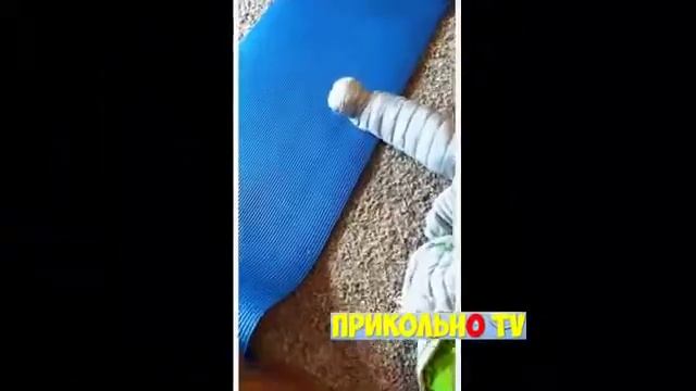 Смешные коты и кошки 2020 Выпуск 70 котики видео смотреть онлайн