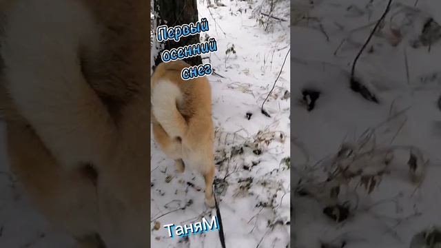 Первый осенний снег
