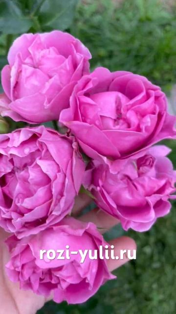 Спрей Роза « Мисти Баблз»🥀Каталог rozi-yulii.ru🥀 #саженцы? смотреть онлайн