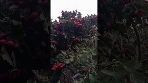 Боярышник китайский крупноплодный. Смотрите,изучайте