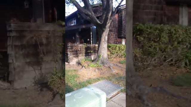 USA.CA. Незапланированная прогулка по Pleasant Hill. смотреть онлайн