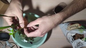 Сожаю аквариумные растения в горшочки в питательный г