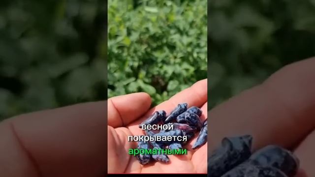 Ещё 5 Кустарников, Которые Растут Без Ухода! Идеальны Д